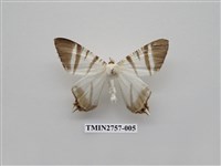 藏品(尺蛾326)的圖片
